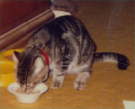 Sammy eating!